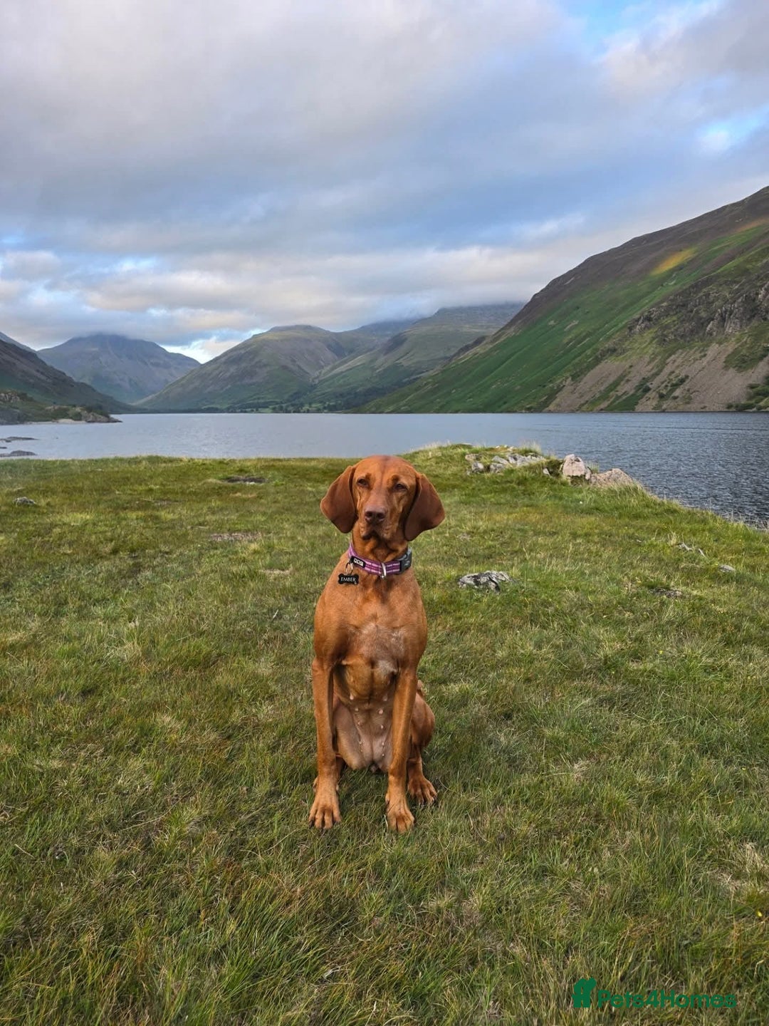 Hungarian Vizsla dogs for sale: Hungarian Vizsla Puppies, 5th generation pedigree - Advert 3