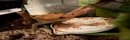 Gecko reptiles for sale: Pascal the Crested Gecko in Trowbridge - Advert 14