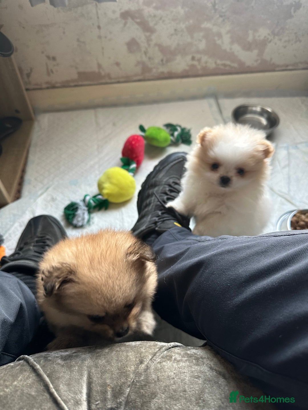 Pomeranian dogs for sale: KC Reg Pomeranian Girls - Image 33