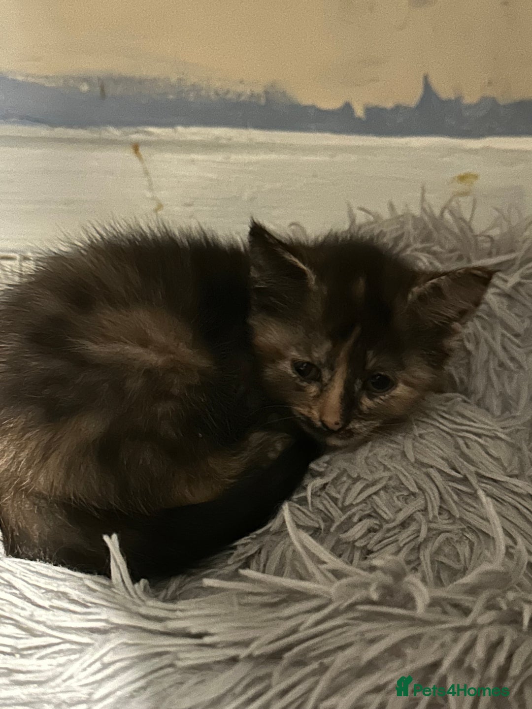 Domestic Shorthair cats for sale: Cute kittens in Dagenham - Image 14