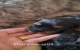 Maltipoo dogs for sale:  Adorable Maltipoo Puppies Ready Soon! 🐾 - Image 9