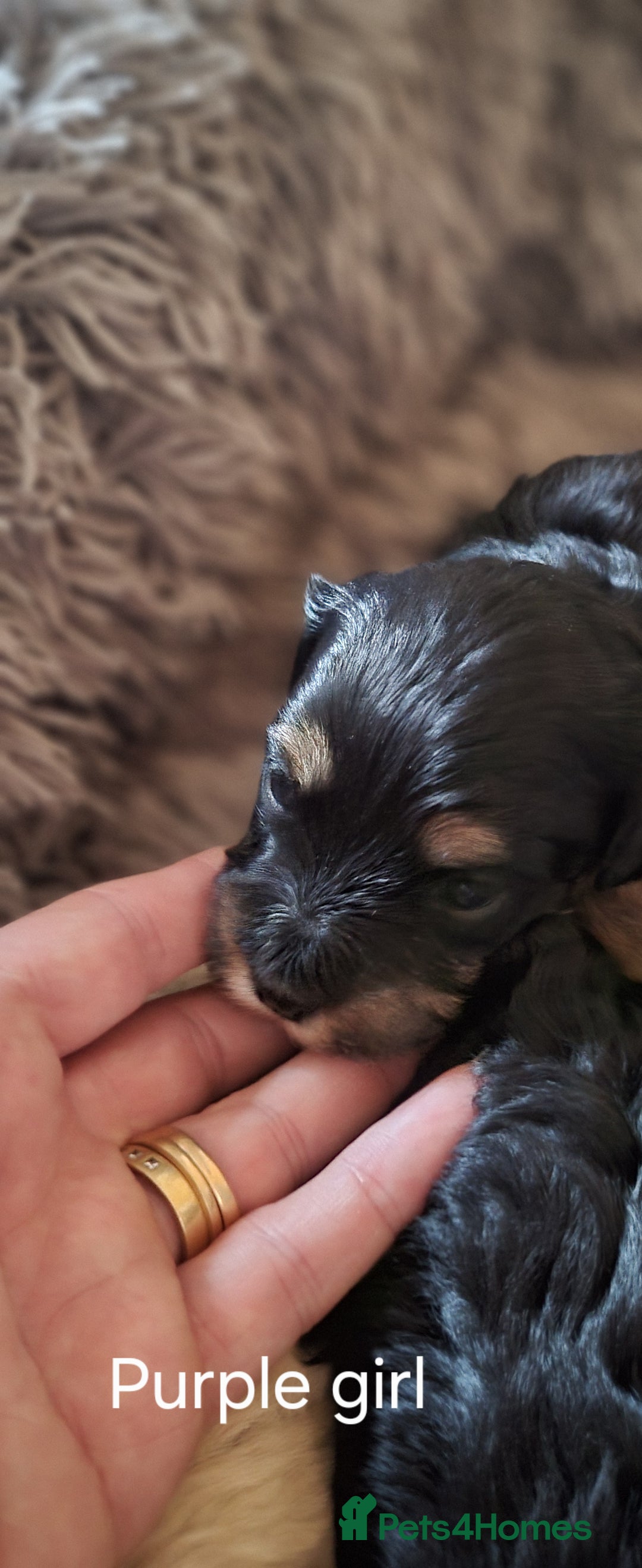 Maltipoo dogs for sale:  Adorable Maltipoo Puppies Ready Soon! 🐾 - Image 9