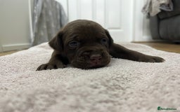 American Bull Staffy dogs for sale: Staffy Bull Puppies - Image 7