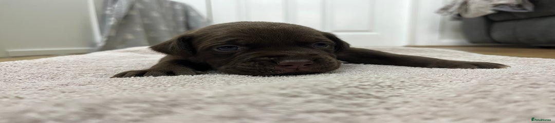 American Bull Staffy Puppy 4