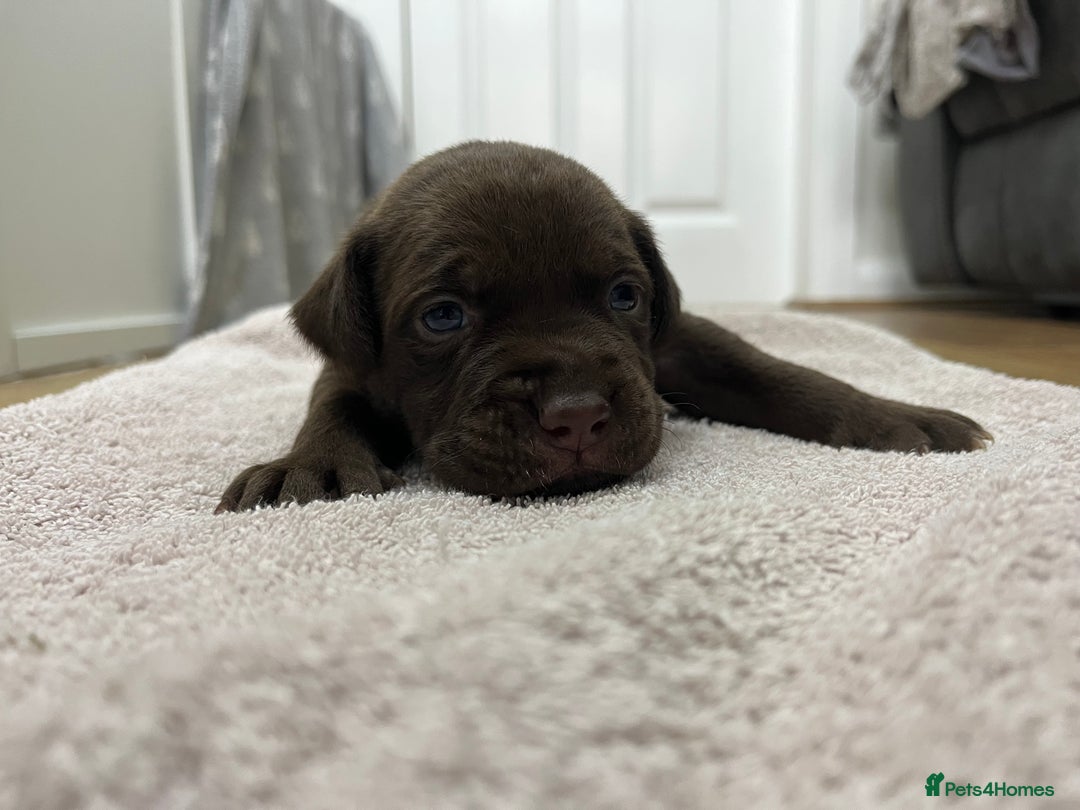 American Bull Staffy dogs for sale: Staffy Bull Puppies - Image 7