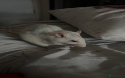 Rat rodents for sale: two rats  - Image 2