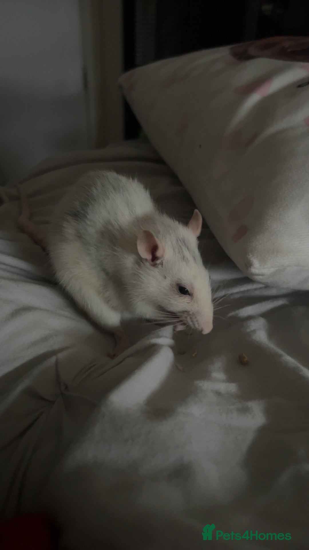 Rat rodents for sale: two rats  - Image 2