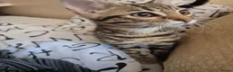 Mixed Breed cats for sale: Cute tabby kitten - Advert 16