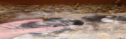 Mixed Breed rabbits for sale: Clarances kits in Knighton - Advert 2