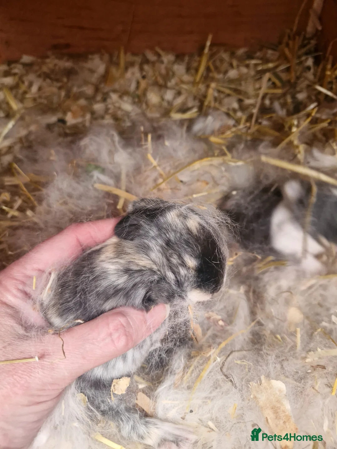 Mixed Breed rabbits for sale: Clarances kits in Knighton - Advert 2