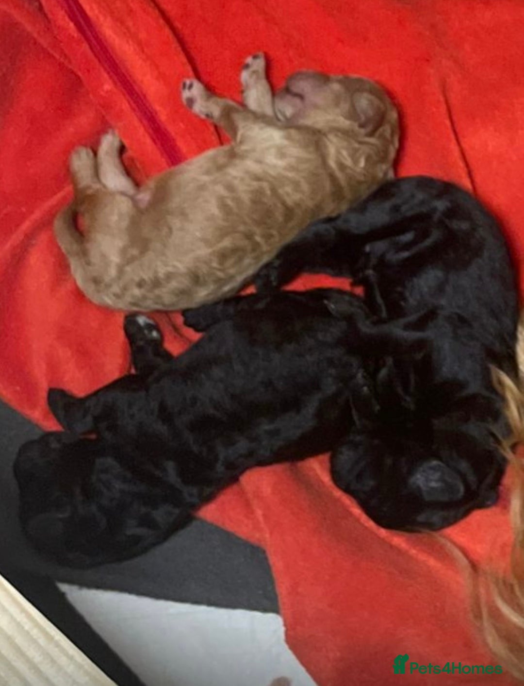 Poodle dogs for stud: Chocolate poodle stud in Leeds - Advert 5