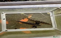 Loaches fish for sale: Pakistani loaches x2 - Image 1