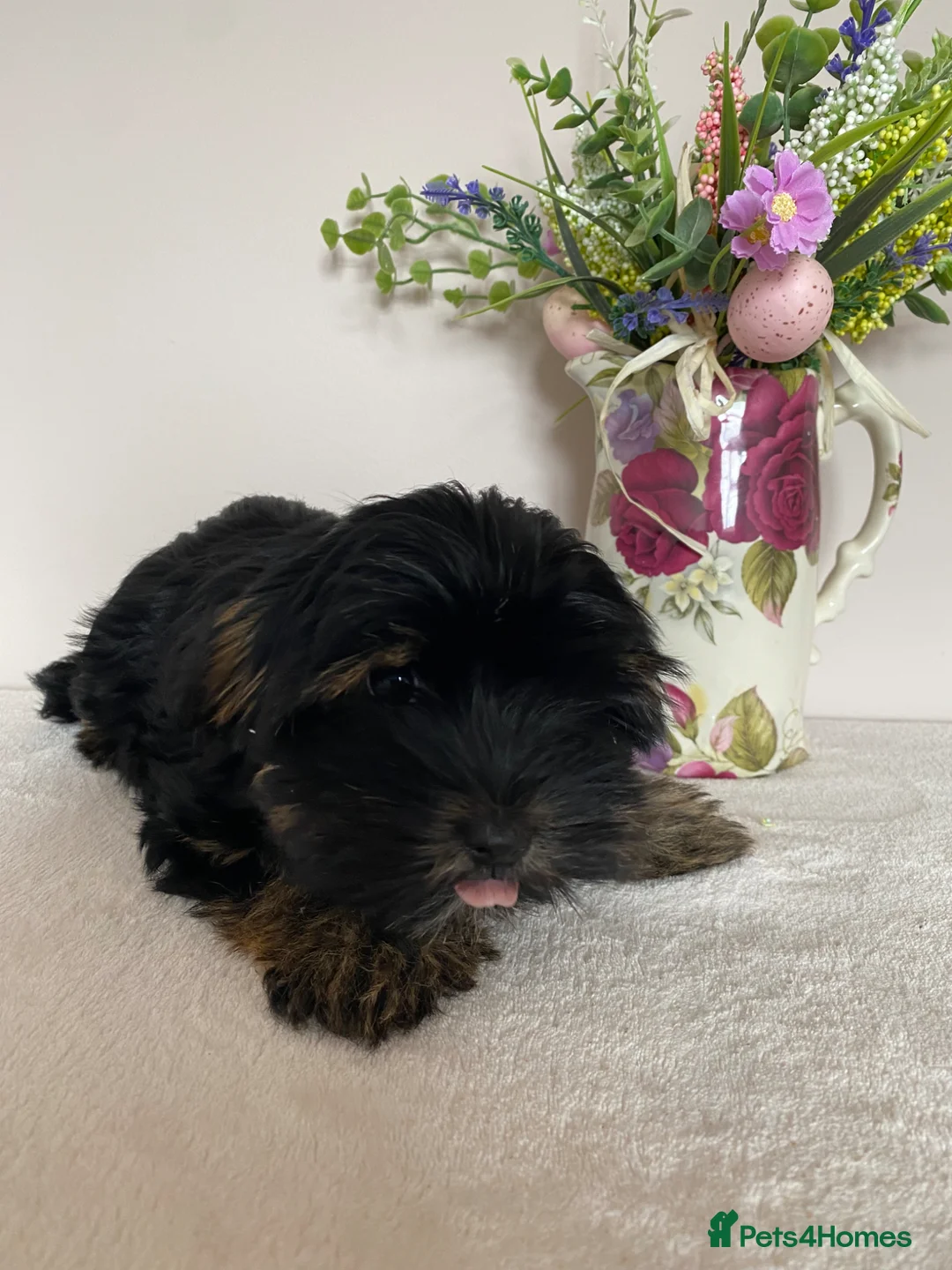 Yorkshire Terrier dogs for sale: Yorkshire Terrier puppy - Advert 5