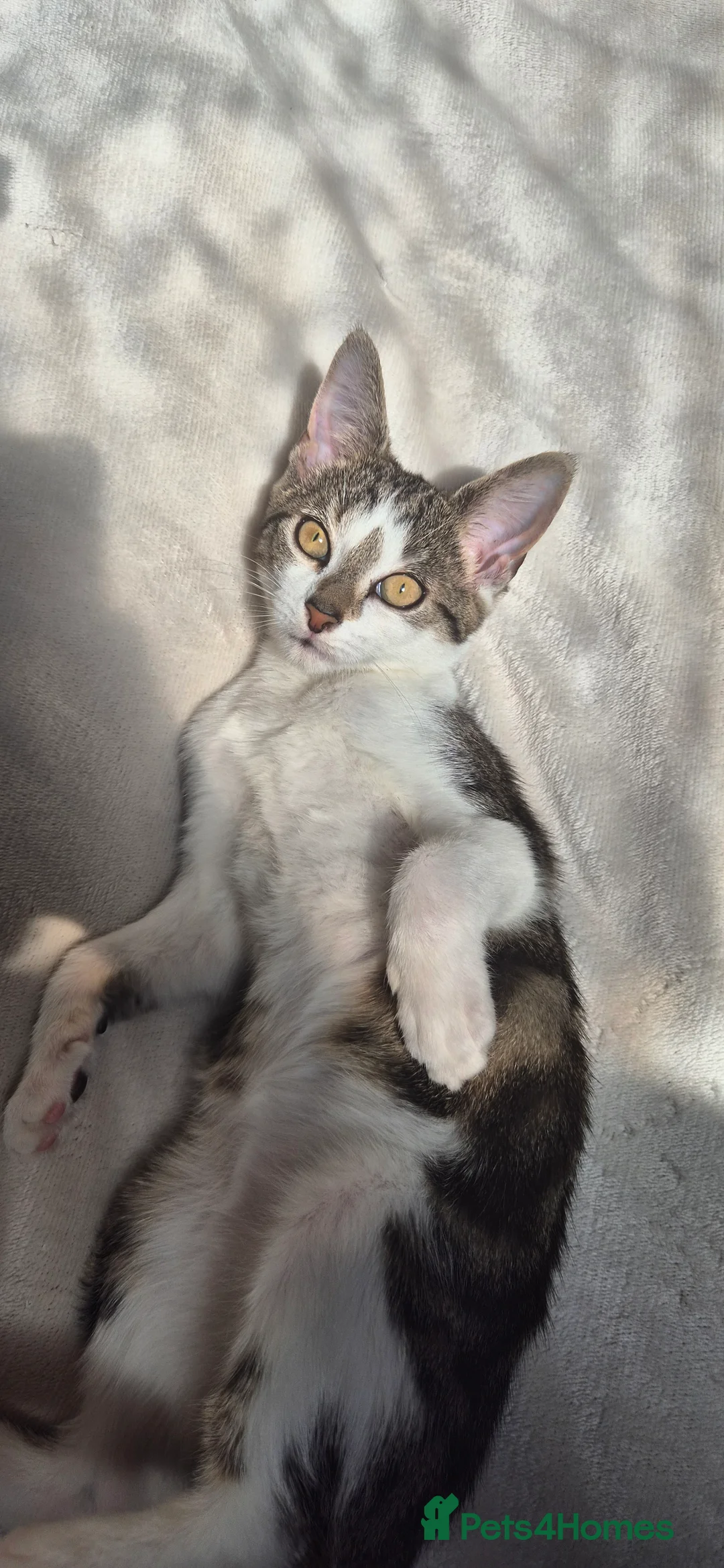 Tibetan cats for sale: Beautiful male cat in Sheffield - Advert 4