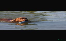 Labrador Retriever dogs for sale: Working Class Fox Red Labs  - Image 3