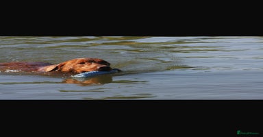 Labrador Retriever dogs - Advert 4