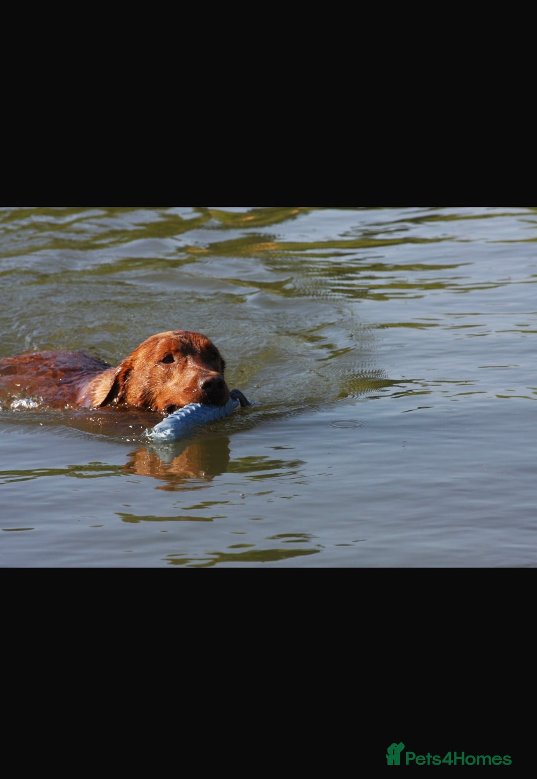 Labrador Retriever dogs for sale: Working Class Fox Red Labs  - Image 3