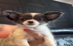 Chihuahua dogs for sale: Chihuahua  - Image 3
