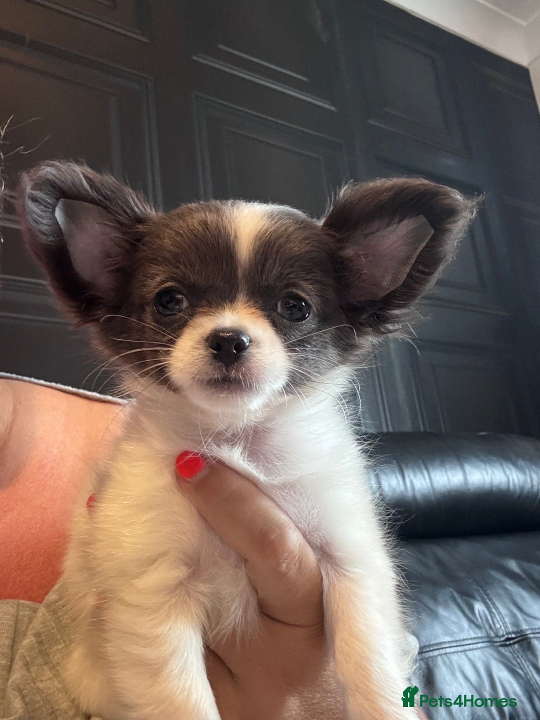 Chihuahua dogs for sale: Chihuahua  - Image 3
