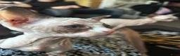 Sphynx cats for sale: Beautiful sphynx babies  - Advert 2