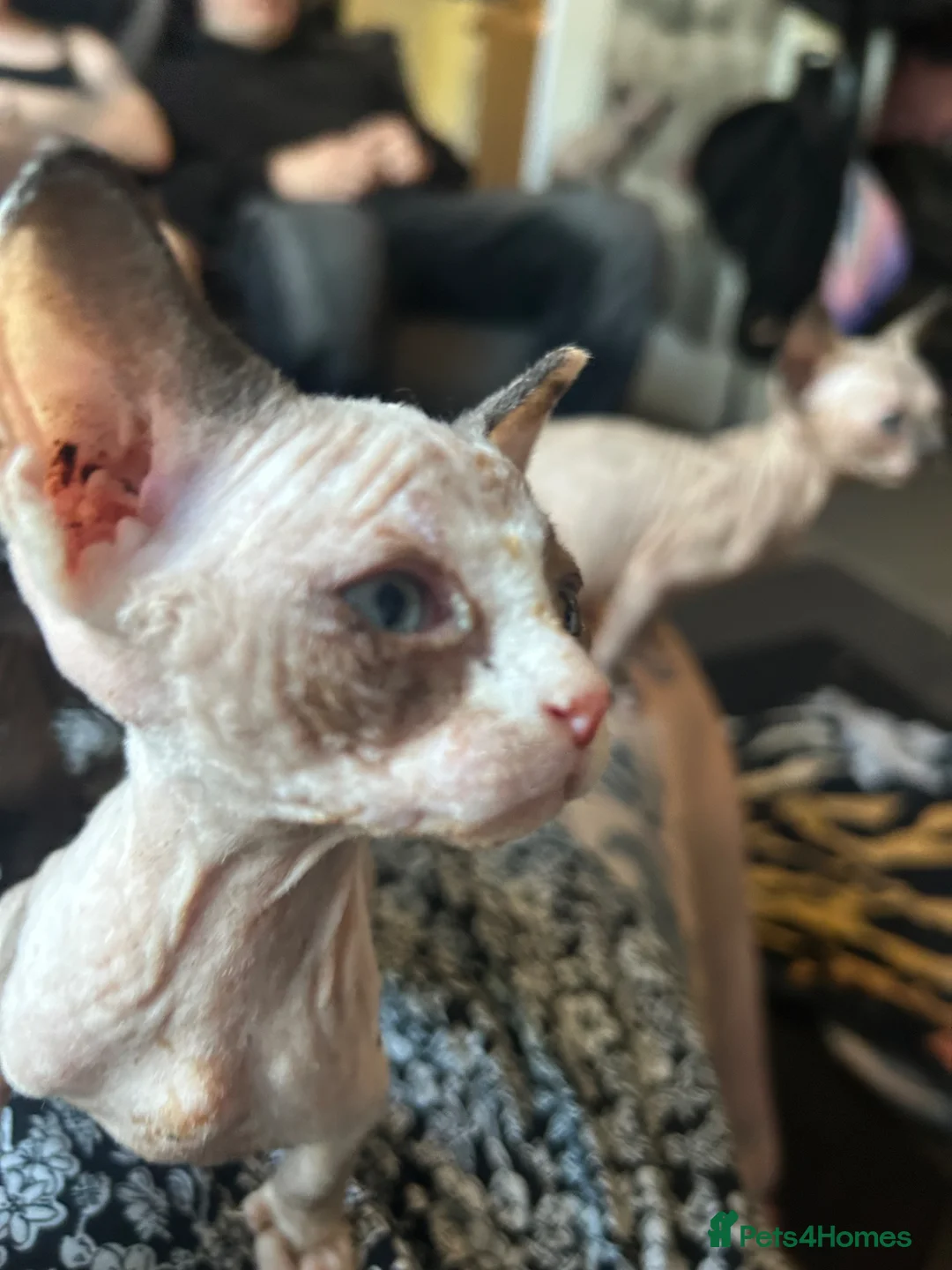 Sphynx cats for sale: Beautiful sphynx babies  - Advert 2