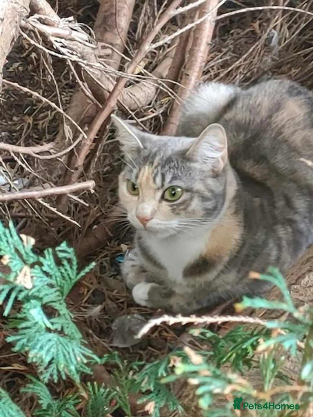 Domestic Shorthair cats for sale: Kitten for adoption in Greenford - Advert 4