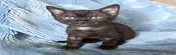Bengal cats for sale: Smoke Boy Available for his forever home  - Advert 16