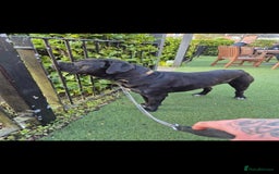 Mixed Breed dogs for sale: DDB x Cane Corso  - Image 5
