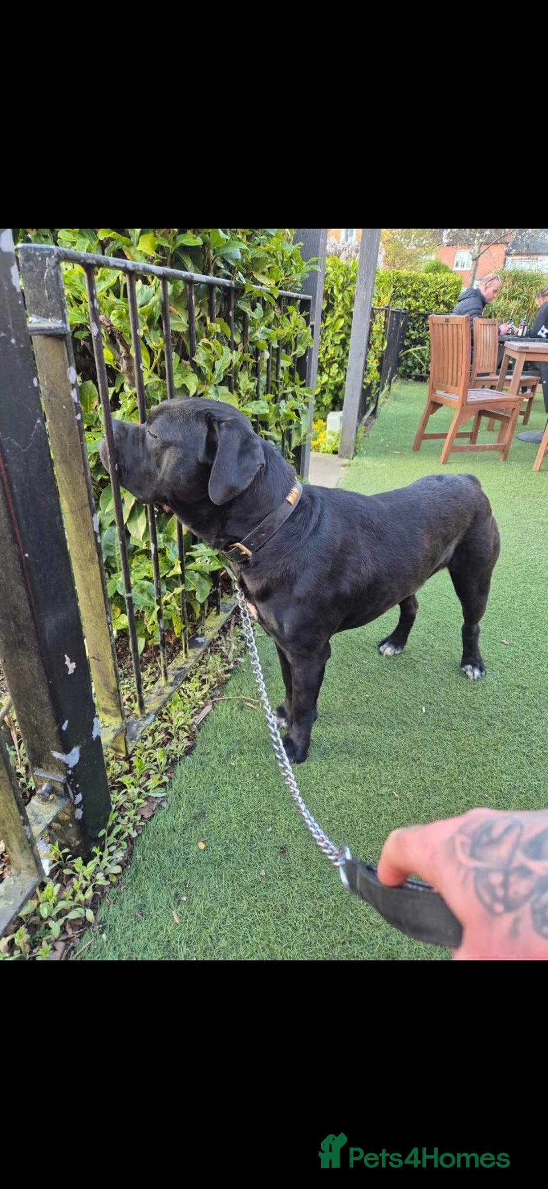 Mixed Breed dogs for sale: DDB x Cane Corso  - Image 5
