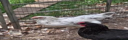 Chickens poultry for sale: Various Breeds of Pullets at Point of Lay - Advert 5