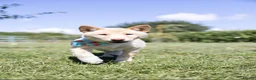 Japanese Shiba Inu dogs for sale: Confidence Comes With Time outstanding shiba 🇯🇵 - Advert 23