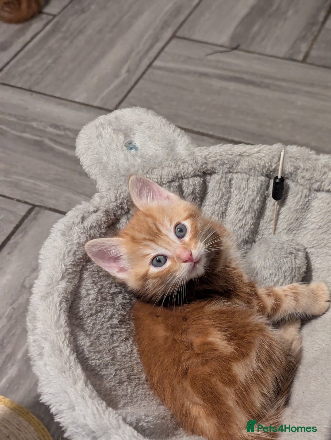 Mixed Breed cats for sale: Gorgeous ginger boys - Advert 12