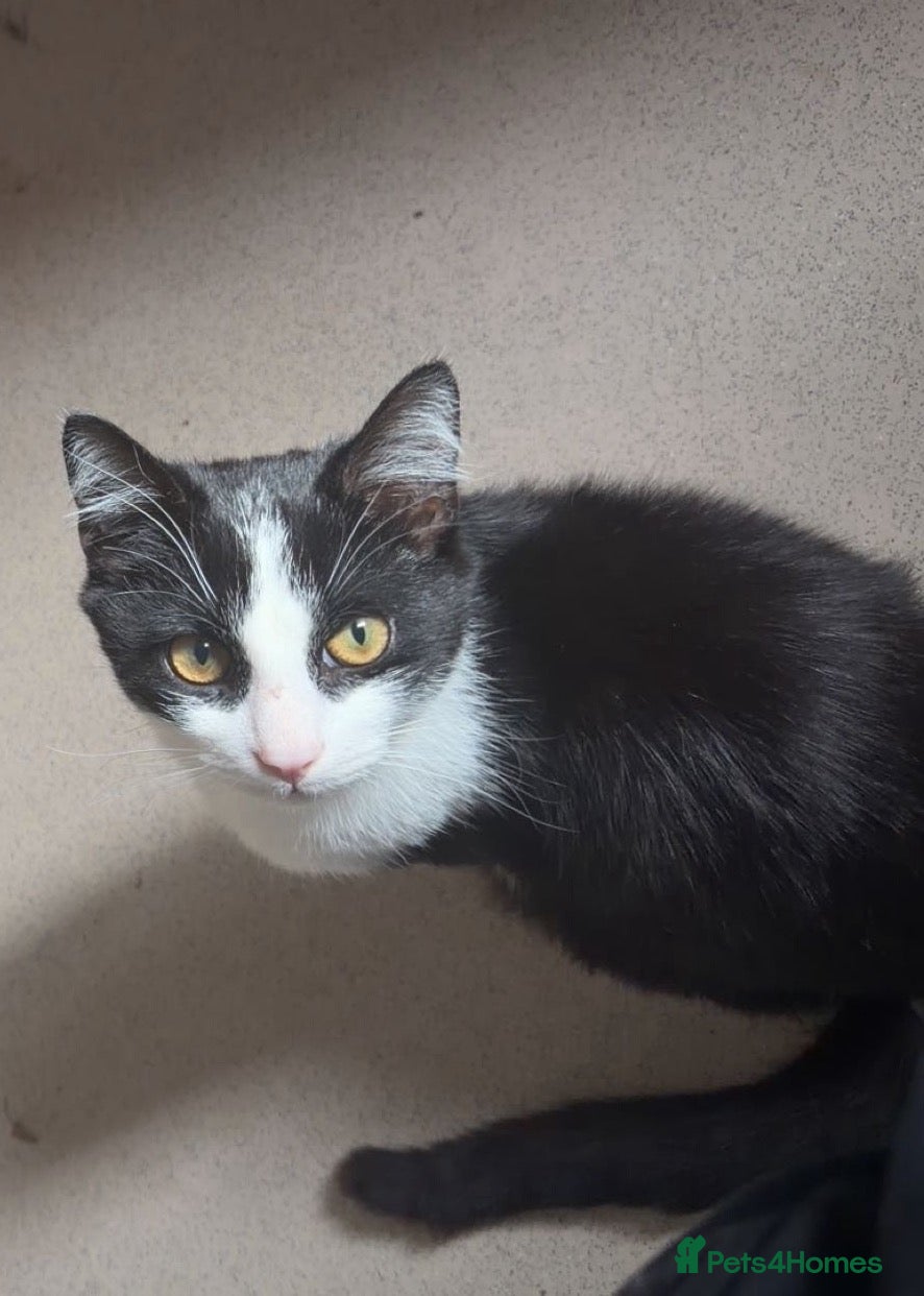 Mixed Breed cats Loving kitten looking for home asap - Advert 16