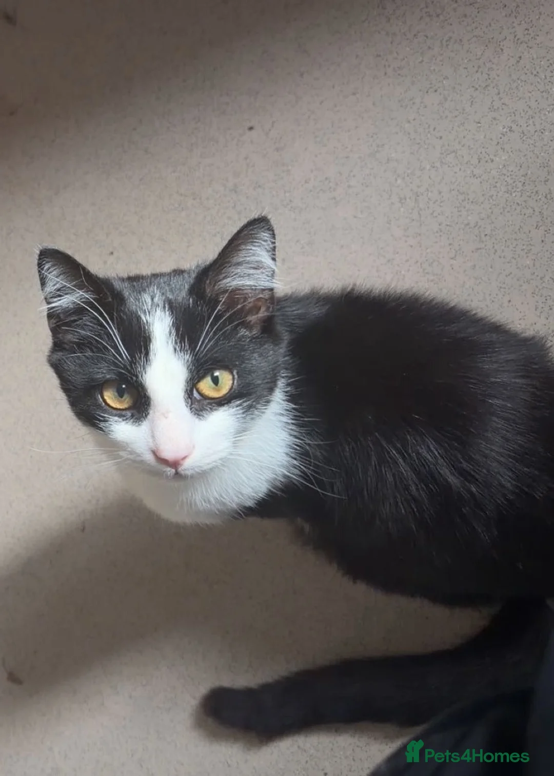 Mixed Breed cats for sale: Loving kitten looking for home asap - Advert 1