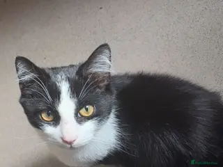 Mixed Breed cats Loving kitten looking for home asap - Advert 16