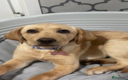 Labrador Retriever dogs for sale: Labrador puppy looking for her forever home - Image 7