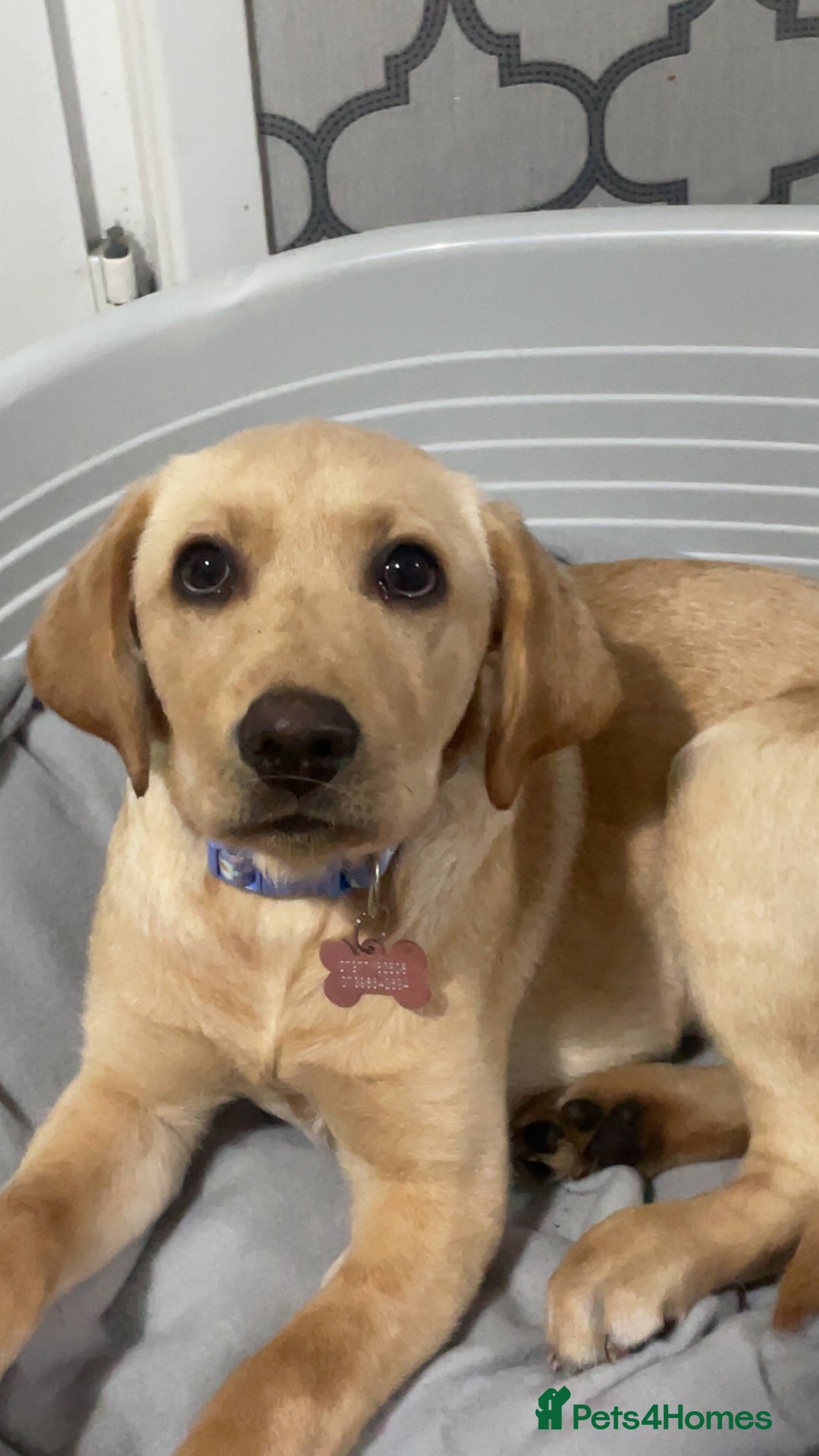Labrador Retriever dogs for sale: Labrador puppy looking for her forever home - Image 7