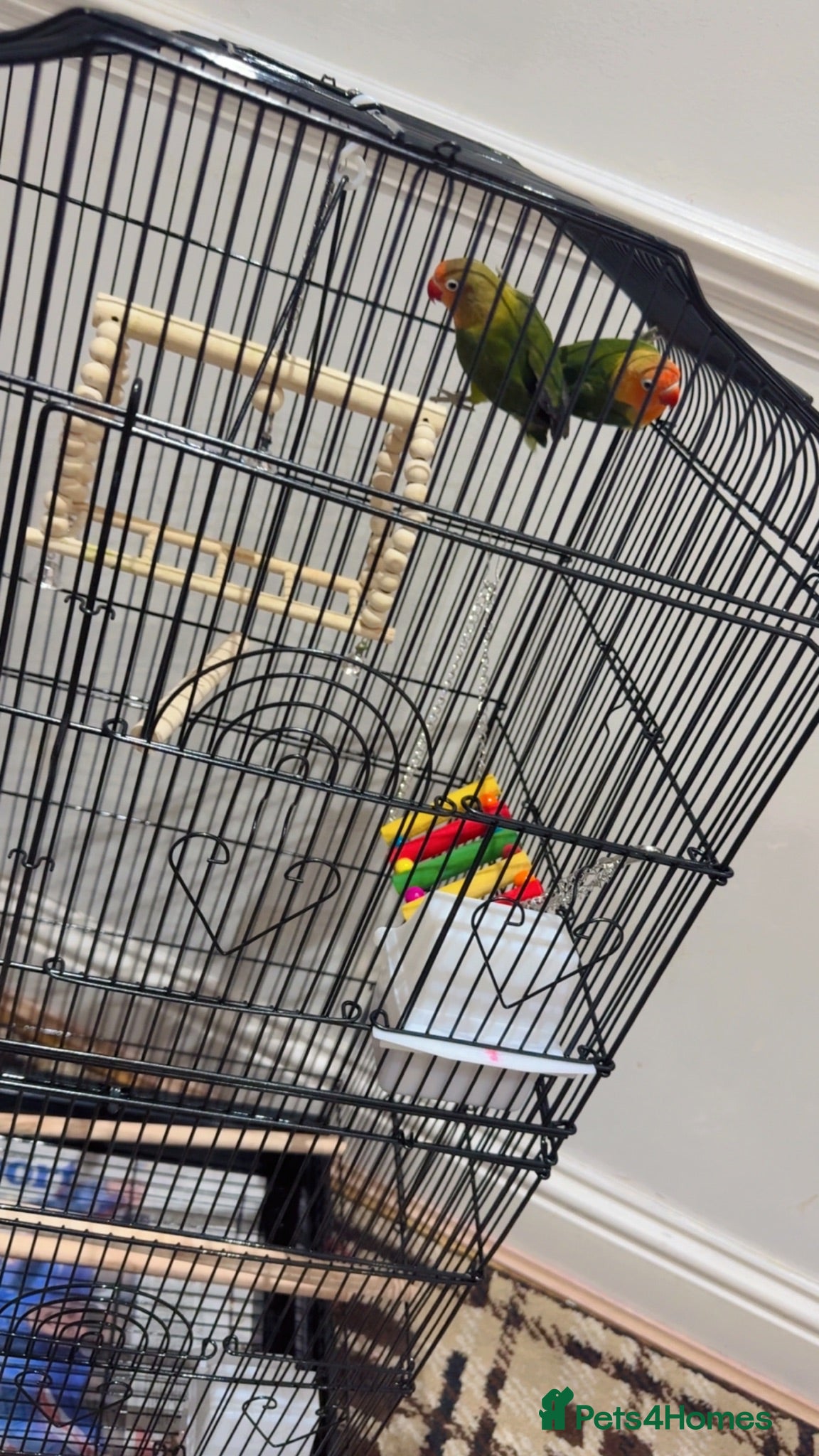 Cockatiels birds Parrot - Advert 7