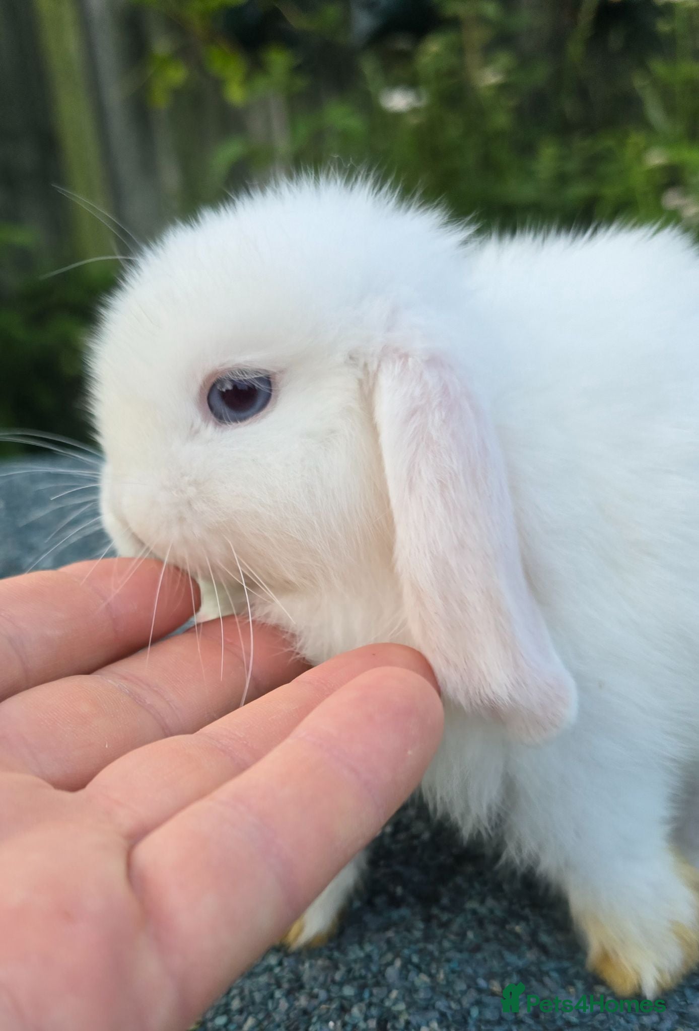 Mini Lop rabbits Cute and playful healthy bunnies  - Advert 1