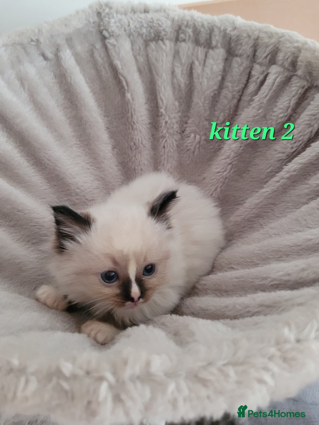 Ragdoll cats for sale: 5 Ragdoll kittens for sale Ready soon - Image 5