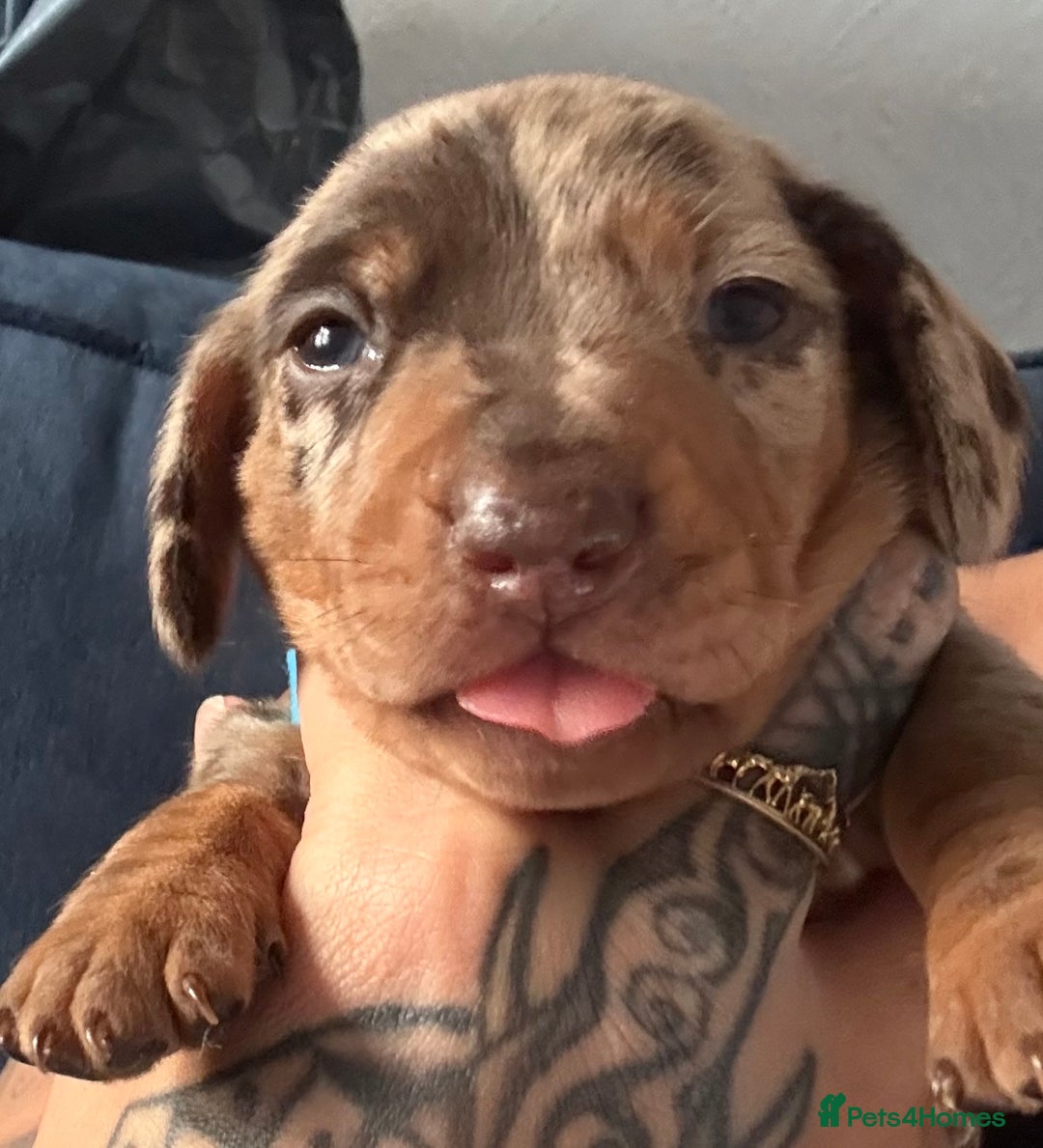 Miniature Dachshund dogs for sale: Miniature dapple dachshund  - Image 7
