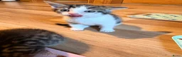 Mixed Breed cats for sale: Turkish van x American wire hair  - Advert 37
