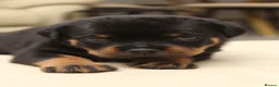 Rottweiler dogs for sale: Exceptional KC Pedigree Rottweilers - Advert 11