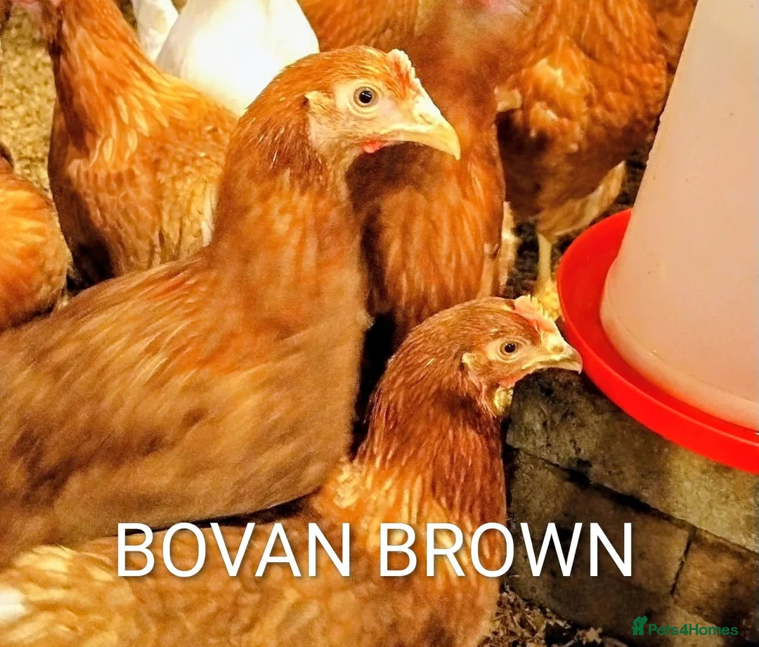 Mixed Breed poultry for sale: POINT OF LAY HENS  - Advert 2