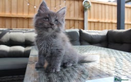 Maine Coon cats for sale: TICA registered, Blue Solid Maine Coon kittens - Image 13