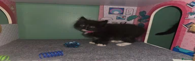 Ragdoll Kitten 6