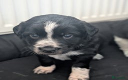 Border Collie dogs for sale: Collie mix puppies looking for their families! - Image 36