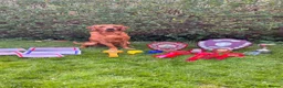Labrador Retriever dogs for sale: KC, fully health tested fox red Labrador pups  - Advert 2