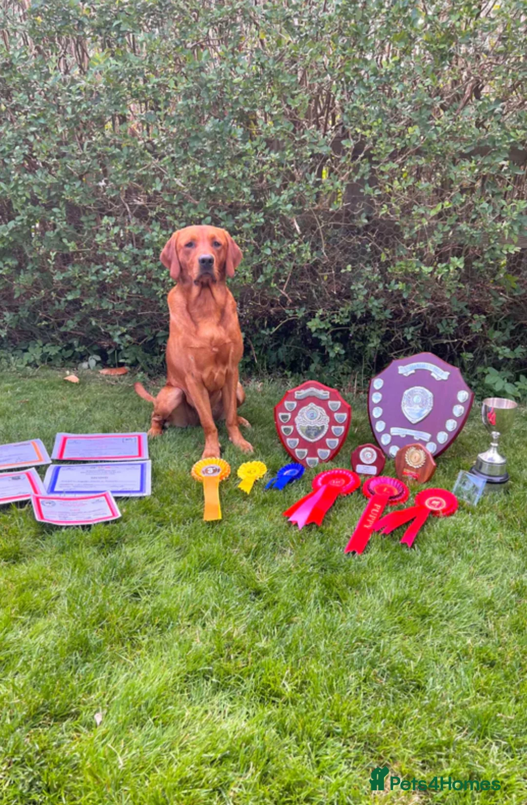 Labrador Retriever dogs for sale: KC, fully health tested fox red Labrador pups  - Advert 2