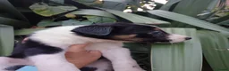 Border Collie dogs for sale: Border collie pups  - Advert 6
